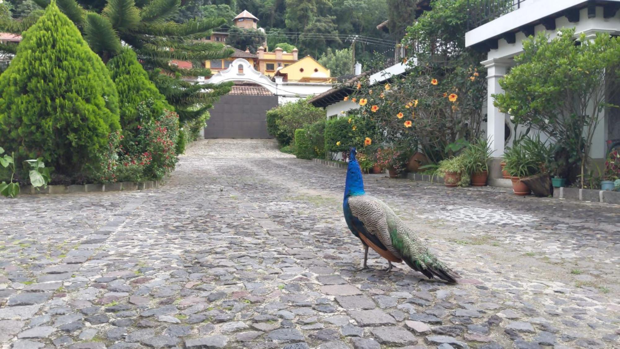 Hotel Y Jardines Casa Buho Antigua Екстериор снимка